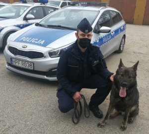 Przed oznakowanym radiowozem umundurowany policjant, na twarzy ma założoną maseczkę, trzyma smycz siedzącego przed nim psa służbowego owczarka niemieckiego, z lewej strony widać boczne drzwi radiowozu