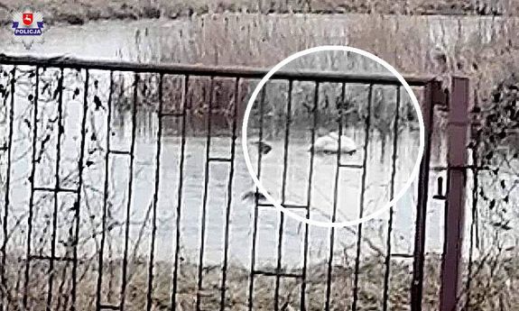 Łabędź na tafli lodu