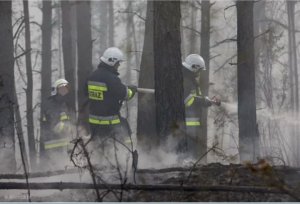 Trzech strażaków z ochotniczej straży pożarnej w trakcie gaszenie pożaru w lesie