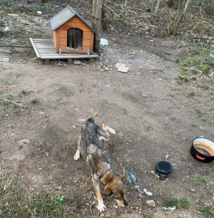 wygłodzony i wychudzony pies na łańcuchu przed budą