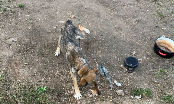 wygłodzony i wychudzony pies na łańcuchu przed budą