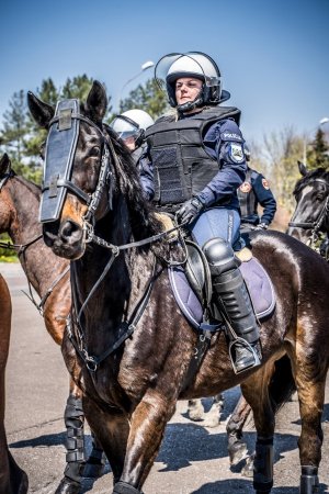 Policjanci na koniach podczas atestacji&quot;&gt;