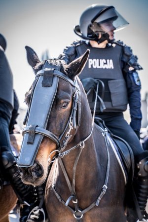 Policjanci na koniach podczas atestacji&quot;&gt;