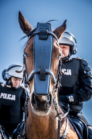 Policjanci na koniach podczas atestacji&quot;&gt;