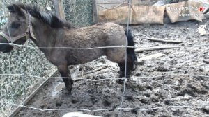 Na zdjęciu zaniedbany kucyk stojący na grząskim padoku ogrodzonym blachą i drutem