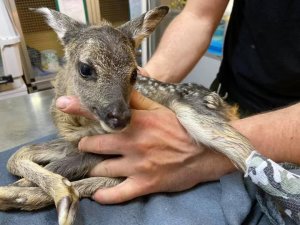 Uratowane sarniątko siedzi na kolanach osoby, która trzyma je w ramionach