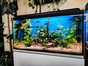 akwaria z roślinami i rybami