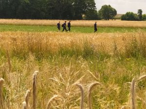 Łan zboża. Czterech policjantów sprawdza wyznaczony sektor