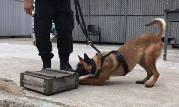 policjant przewodnik z psem służbowym