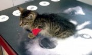 ranny kot po udzieleniu mu pomocy przez weterynarza  w lecznicy