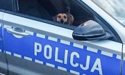 Pies siedzący w policyjnym radiowozie