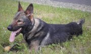 policyjny pies - wilczur leżący na trawie