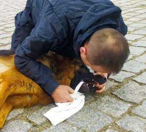 Policjant sprawdza drogi oddechowe psa pod kątem obecności ciała obcego.