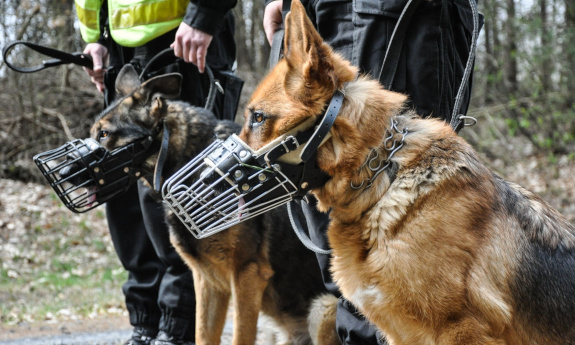 Dwa psy tropiące w kagańcach przy policjantach.