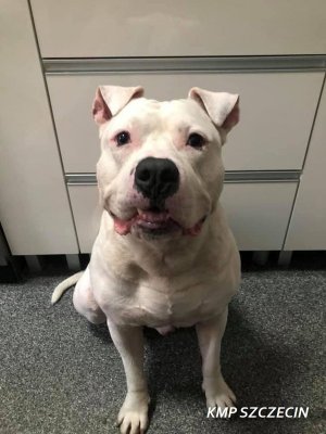 Pies rasy amstaff koloru białego, siedzący na podłodze