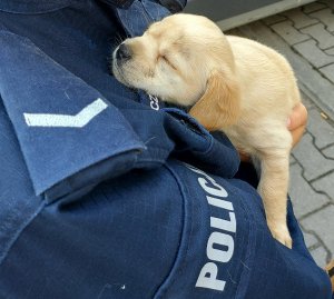 widoczny mundur policyjny osoby, u której na ramieniu leży szczeniak
