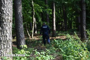 Policjant podczas poszukiwań, rozglądający i poruszający się po lesie wśród drzew