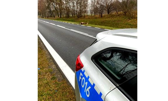 radiowóz i leżący po drugiej stronie drogi martwy jeleń