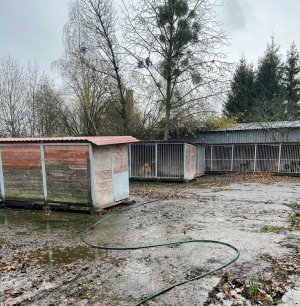 nielegalne schronisko zwierząt