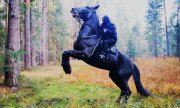 policjant na koniu
