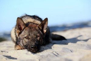 Leżący na piasku pies służbowy