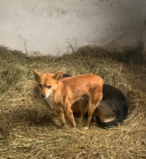 odnalezione psy w pomieszczeniu gospodarczym