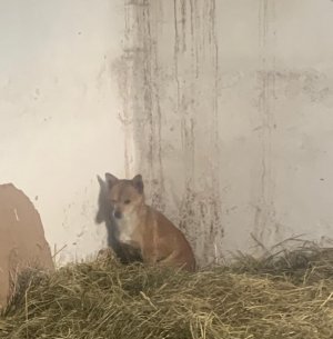 odnaleziony pies w pomieszczeniu gospodarczym