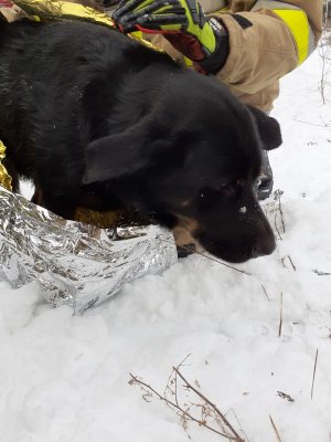 czarny pies wyciągnięty na brzeg jest trzymany przez strażaka