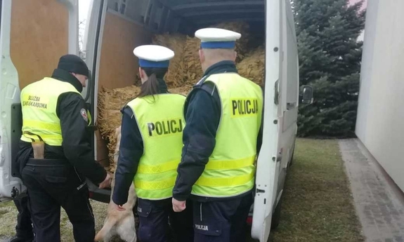 Zdjęcie kolorowe na nim umundurowaniu policjanci oraz funkcjonariusz służby Celno-skarbowej z psem służbowym ujawniający we wnętrzu  samochodu nielegalny susz tytoniu bez polskich znaków akcyzy skarbowej