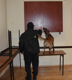 Policyjny pies służbowy wraz z przewodnikiem.