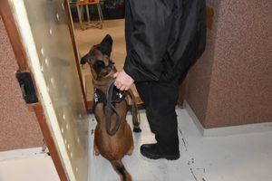Policyjny pies służbowy wraz z przewodnikiem przed wejściem do celi mieszkalnej zakładu karnego.