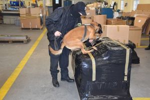 Policyjny pies służbowy wraz z przewodnikiem w zakładzie karnym