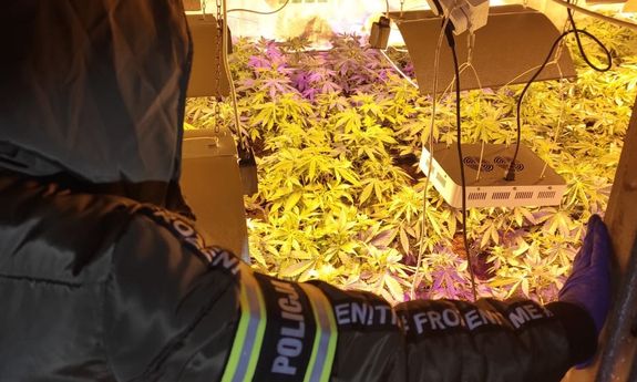 policjant zabezpiecza rośliny z plantacji konopi indyjskich w pomieszczeniu gospodarczym