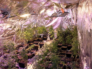 krzewy marihuany w domu jednorodzinnym