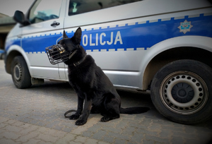 policyjny pies przy radiowozie