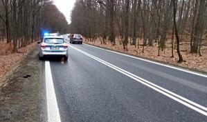 radiowóz policyjny na sygnałach świetlnych, na drodze krajowej w lesie