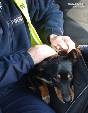 policjant z uwolnionym psem na kolanach w radiowozie