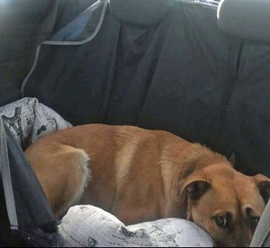 pies leży na tylnym fotelu w samochodzie