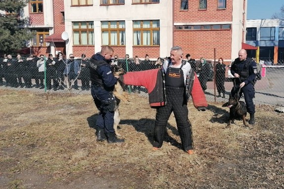 teren przed budynkiem liceum mundurowego, pokaz tresury policyjnych psów służbowych