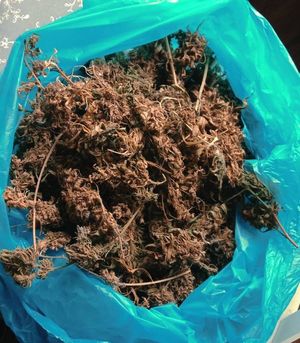 zabezpieczony krzew marihuany w plastikowym worku