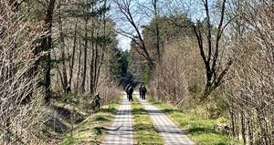 policjanci chodzą po lesie i szukają zaginionego dziecka