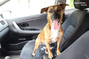 uratowany pies w samochodzie