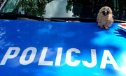 mała sowa siedząca na masce radiowozu z napisem: policja