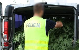 policjant w trakcie zabezpieczania nielegalnych roślin