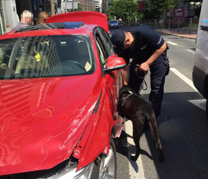 policjant z psem przeszukują samochód