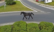 koń biegnący ulicą