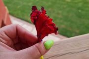 widoczna kobieca dłoń, która trzyma czerwony kwiat