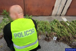 Policjant w żółtej kamizelce z napisem policja zabezpieczający nielegalne rośliny