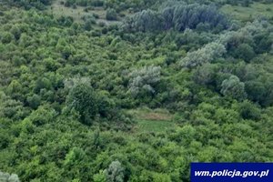 Widok ze śmigłowca na zalesiony teren i położoną tam nielegalną uprawę