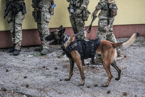 pies policyjny na smyczy i czterej policjanci widziani od pasa do stóp